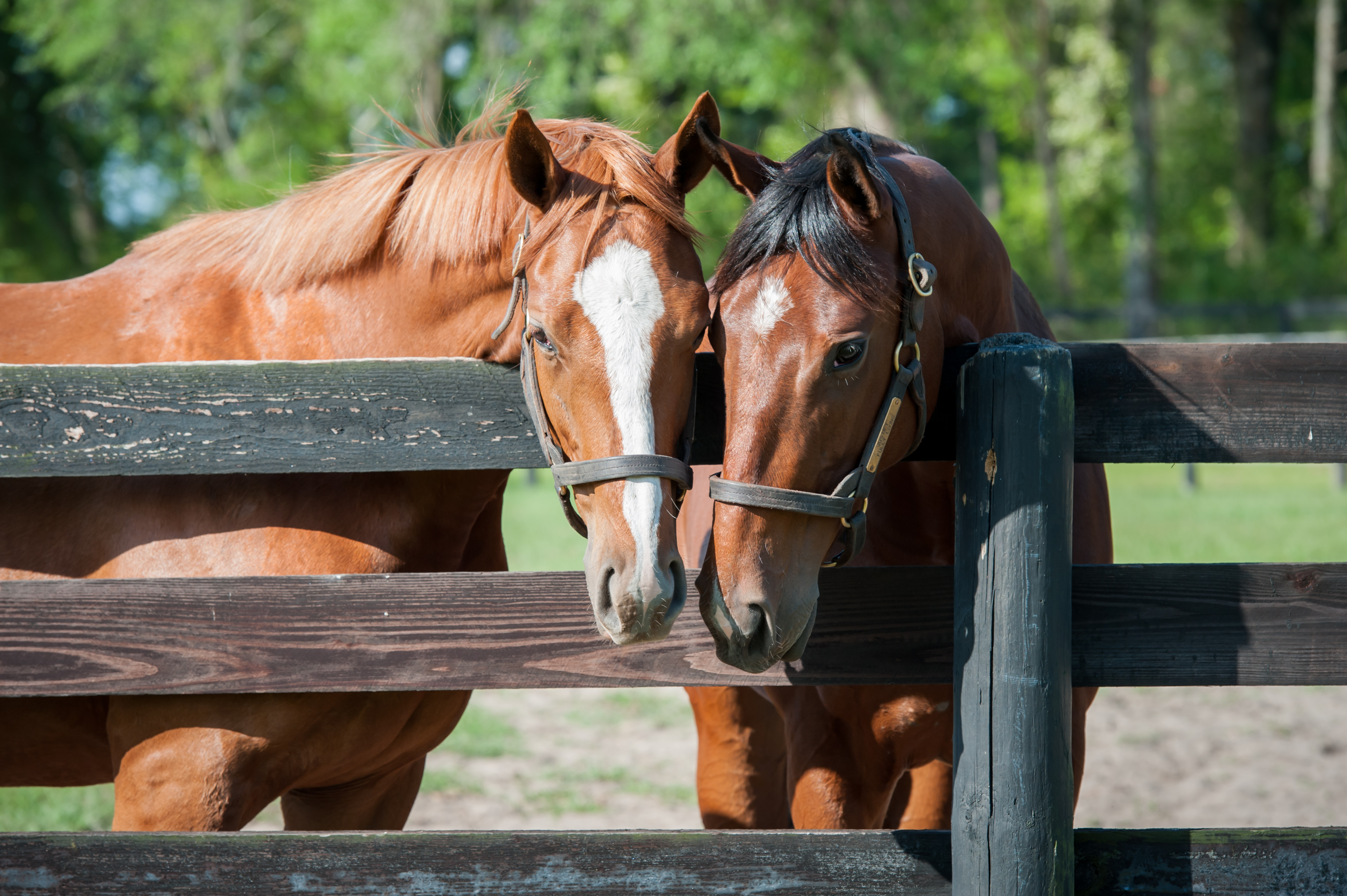 Two horses with their heads over a fence