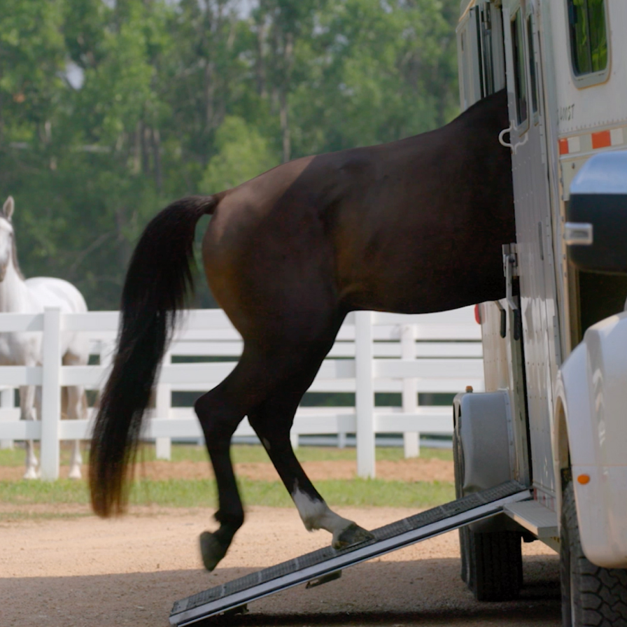 Horse entering trailer