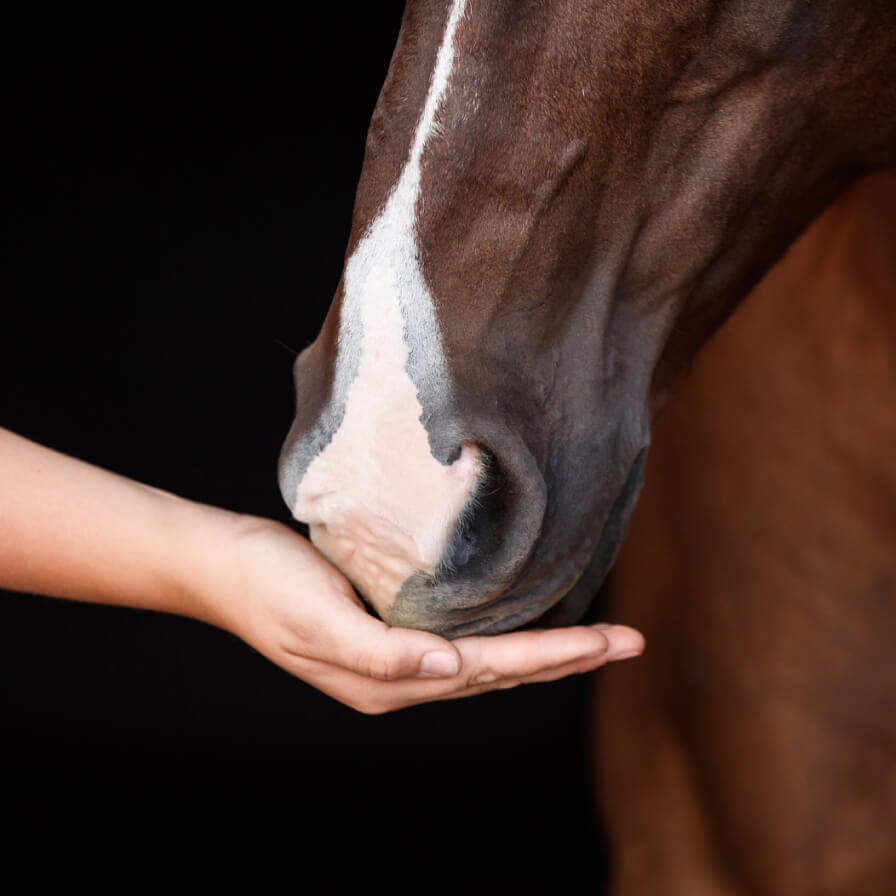 Close up of a horse's mouth eating Equioxx from someone's hand.