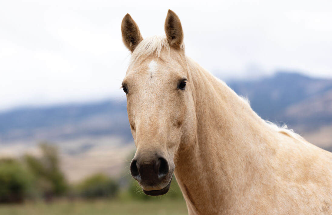 The neck up of a tan horse looking at the camera