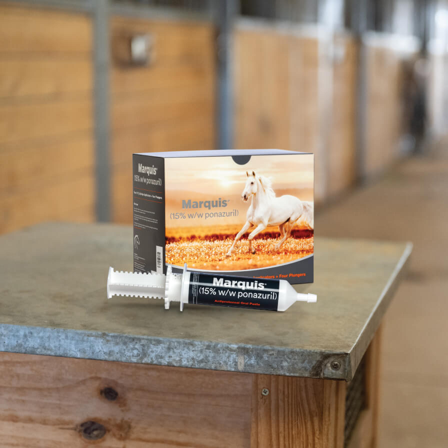 Marquis packaging and syringe on a table in a barn