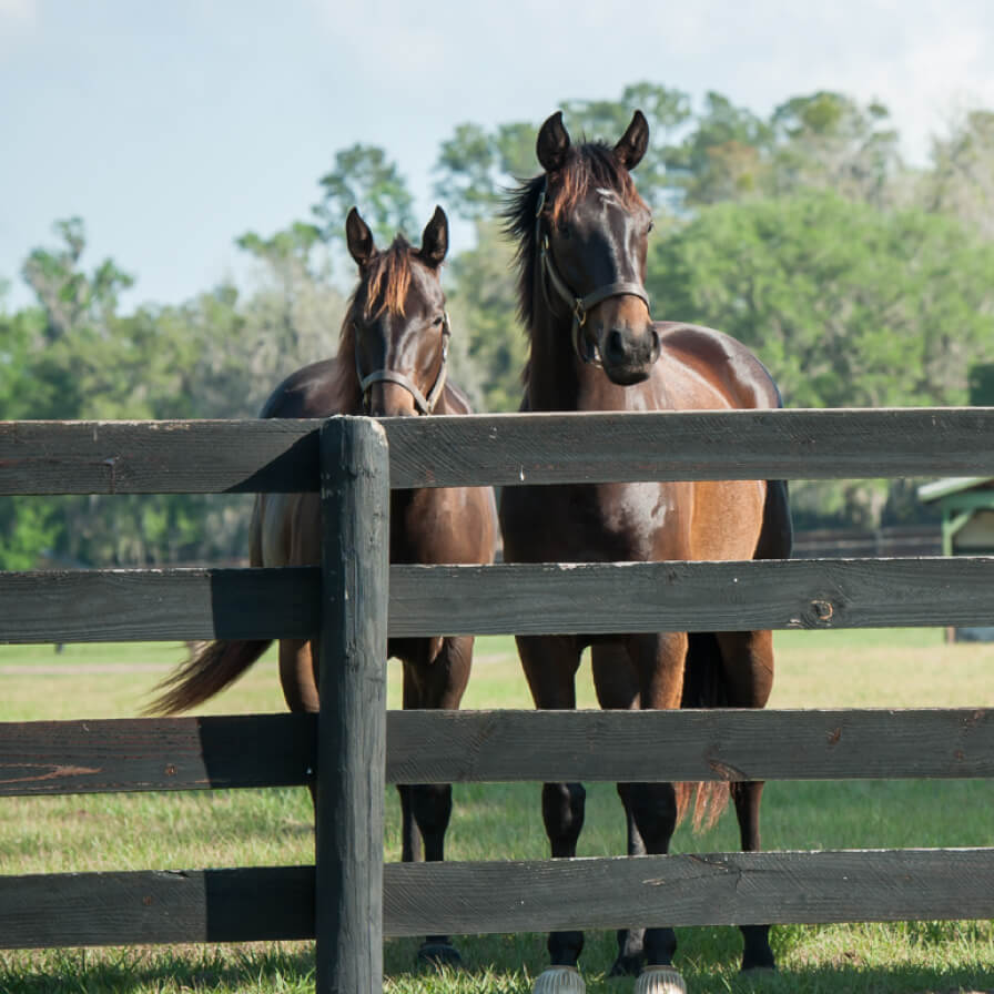 Two horses looking over a fence
