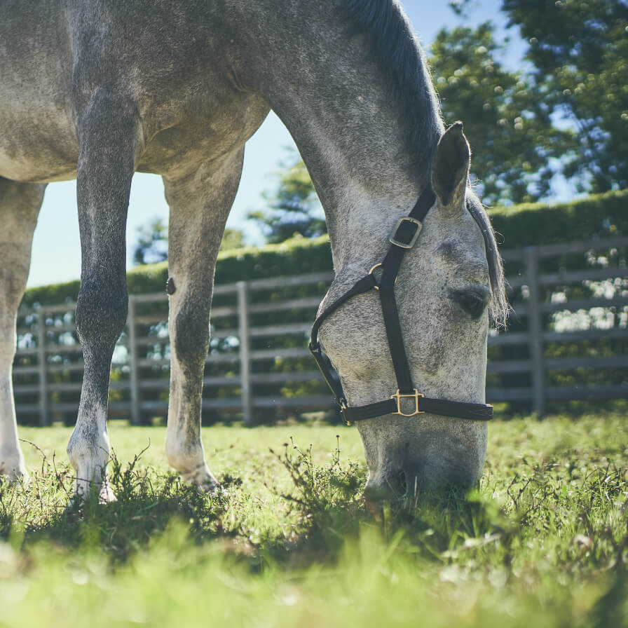 Speckled grey and white horse grazing in grass