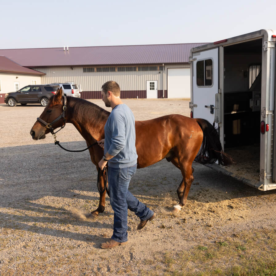 Brown horse being led out of a trailer by a man
