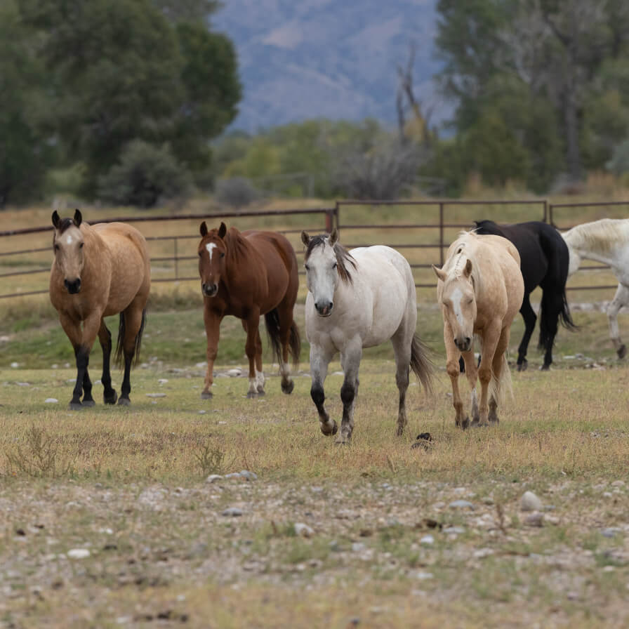 Five horses all different colors walking in a field towards the person with the camera