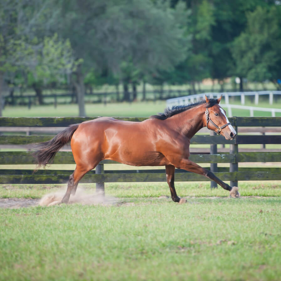Brown horse kicking up dirt while running outside by a fence
