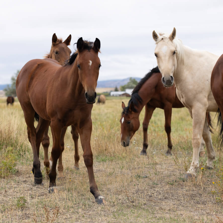 Horses standing in a field looking at person taking picture