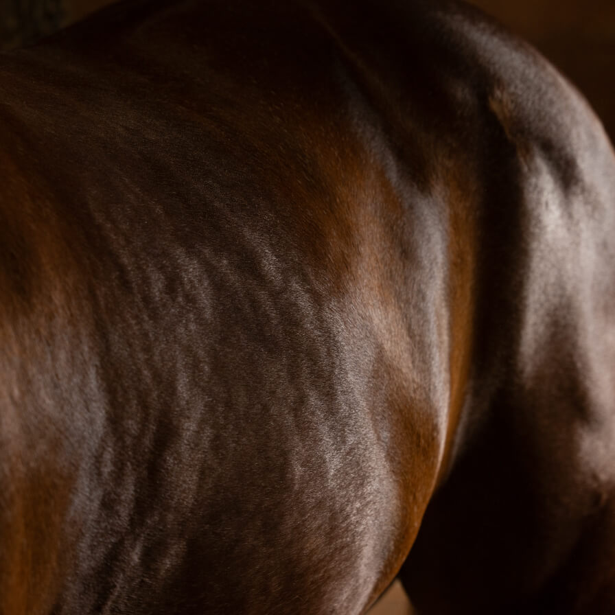 A close-up shot of a horse’s coat illustrating an improvement of delayed shedding after the Prascend treatment. 