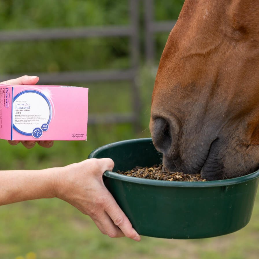 A horse owner feeds the horse after a successful Prascend treatment. 
