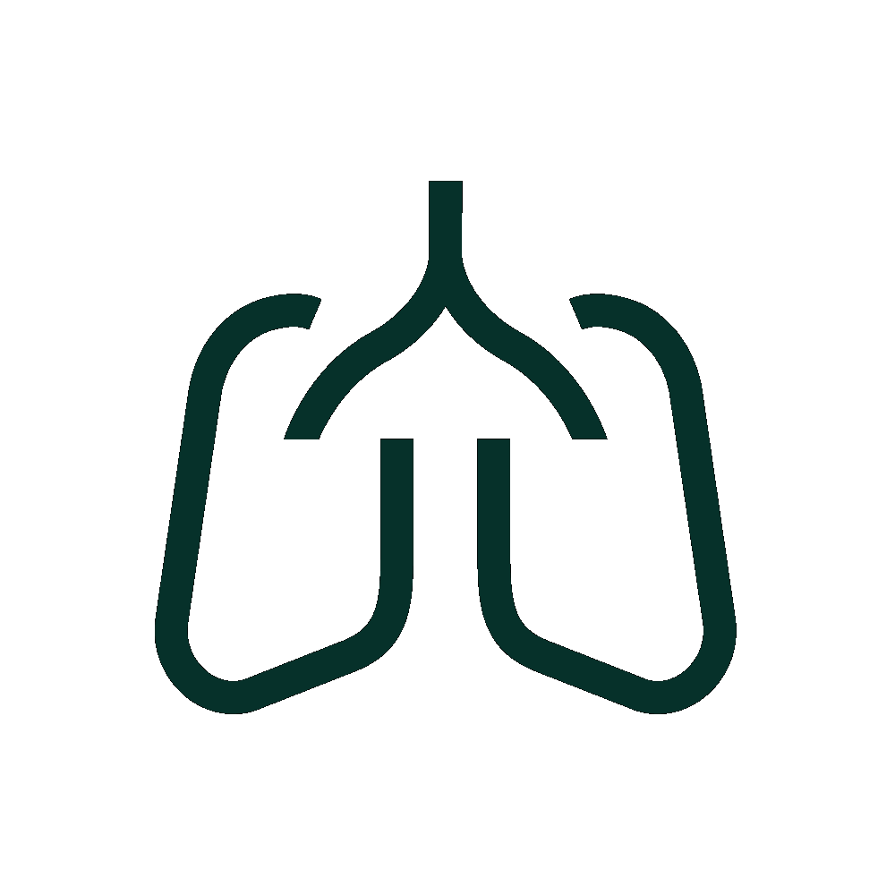 Stylized illustration of horse lungs highlighting respiratory health.