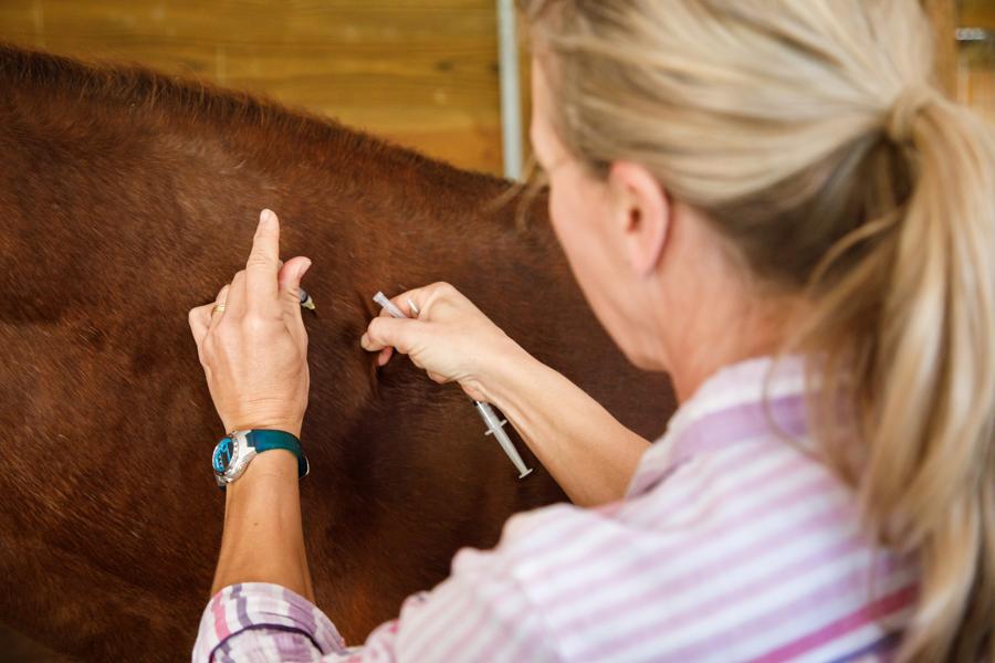 Horse owner vaccinating their own horse with an over the counter vaccine