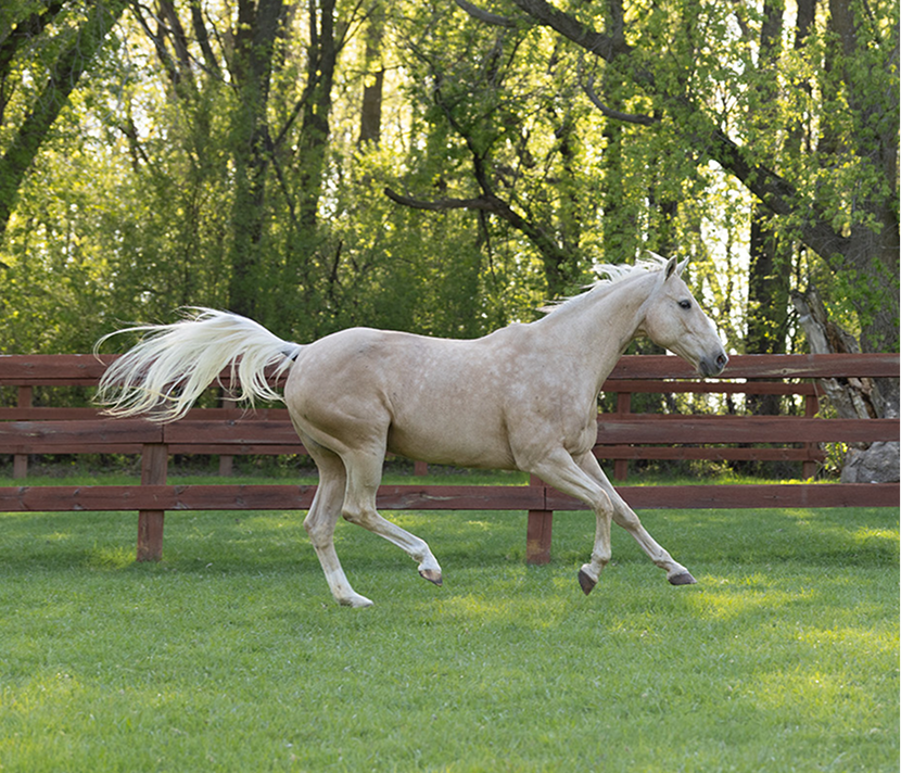 Horse running
