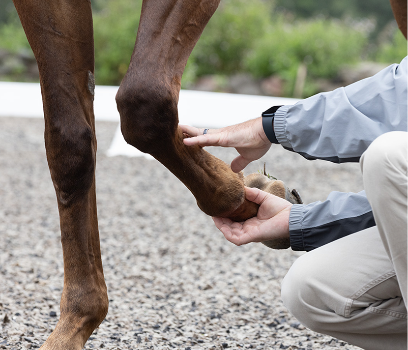 Horse hoof being examined