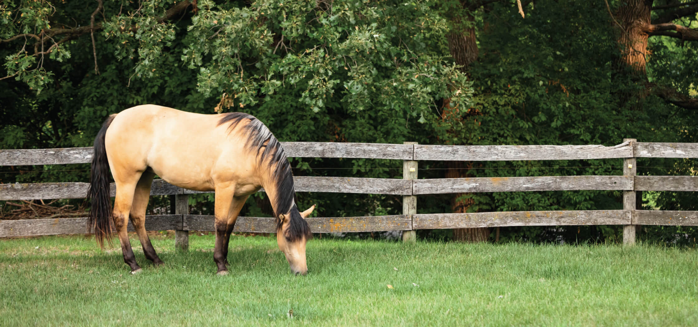 A tan horse grazing in a field near a fence