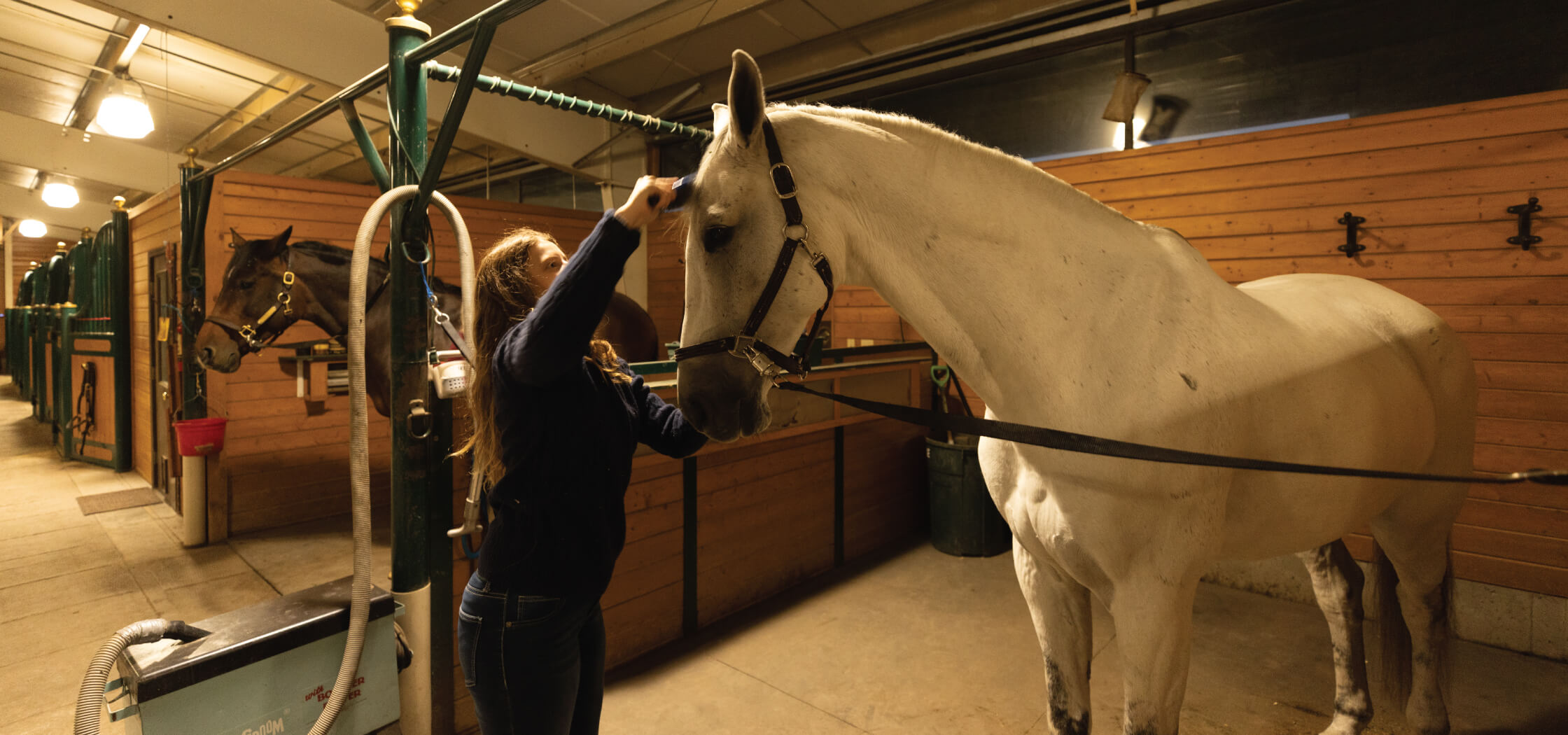 A woman brushing a white horse in a barn stall