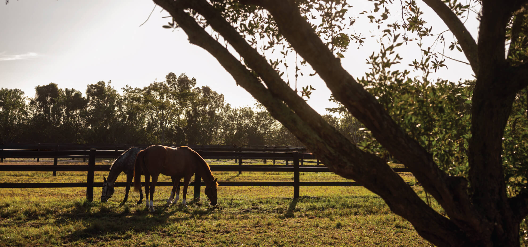 Long shot of two horses grazing in a field