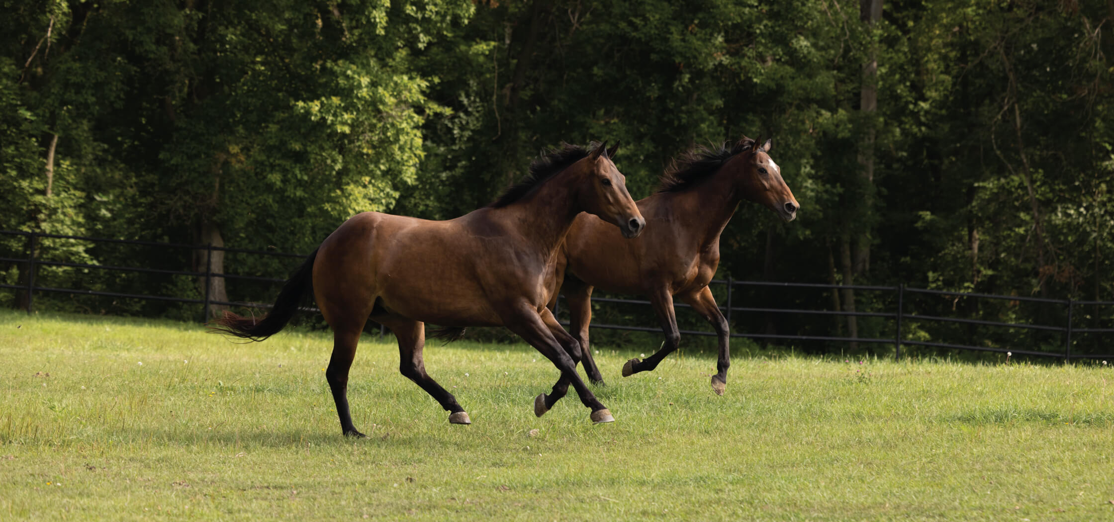 Two brown horses running in a field