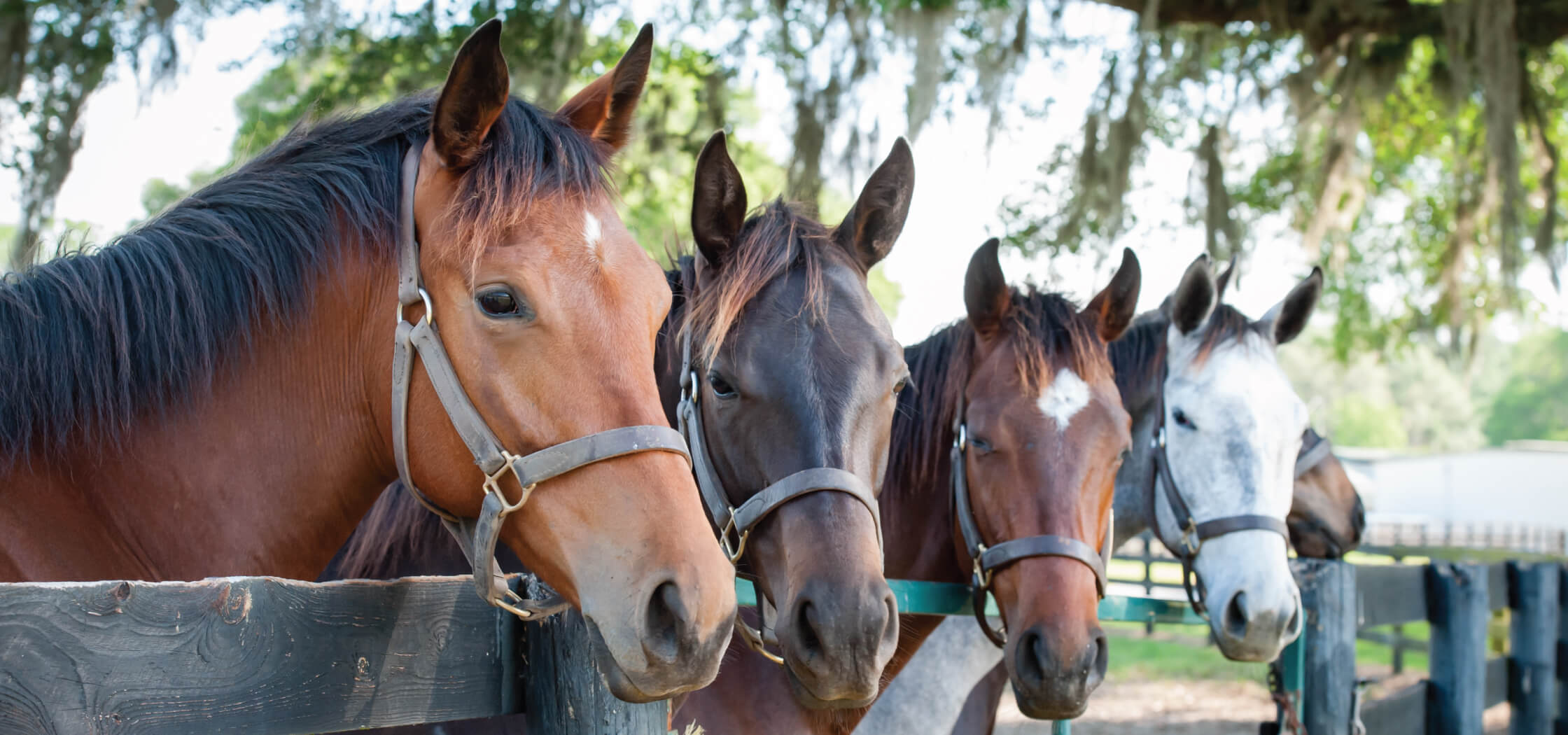 Four horses in a row looking over a fence