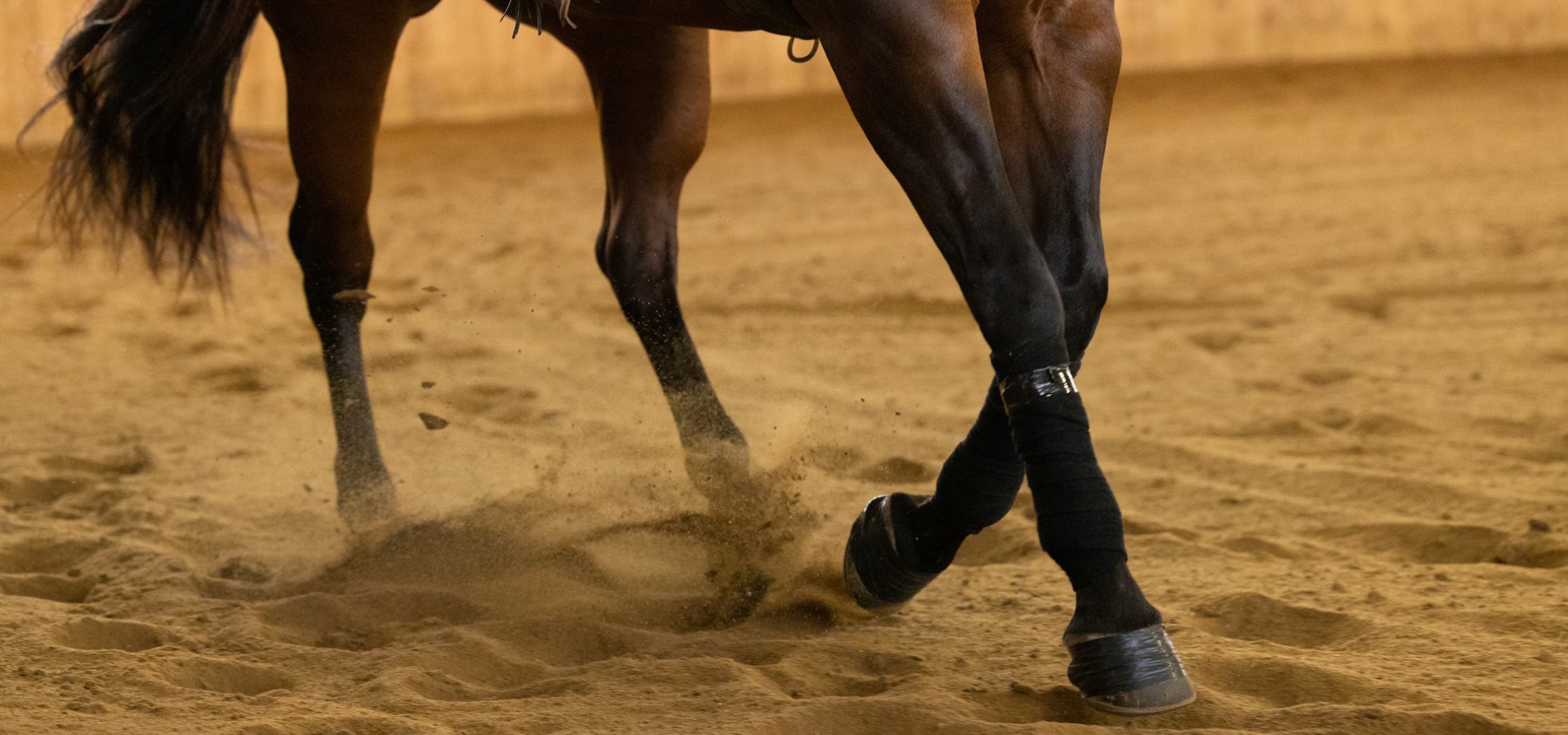horse with rider