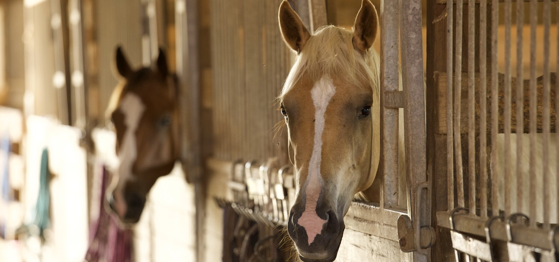 Horses in stables
