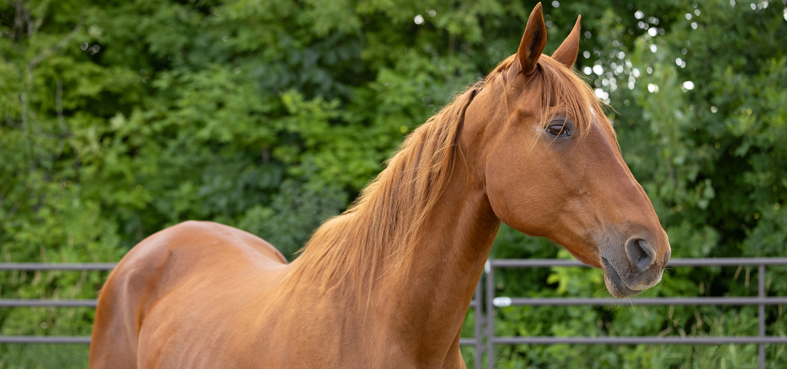 Sickly horse with PPID