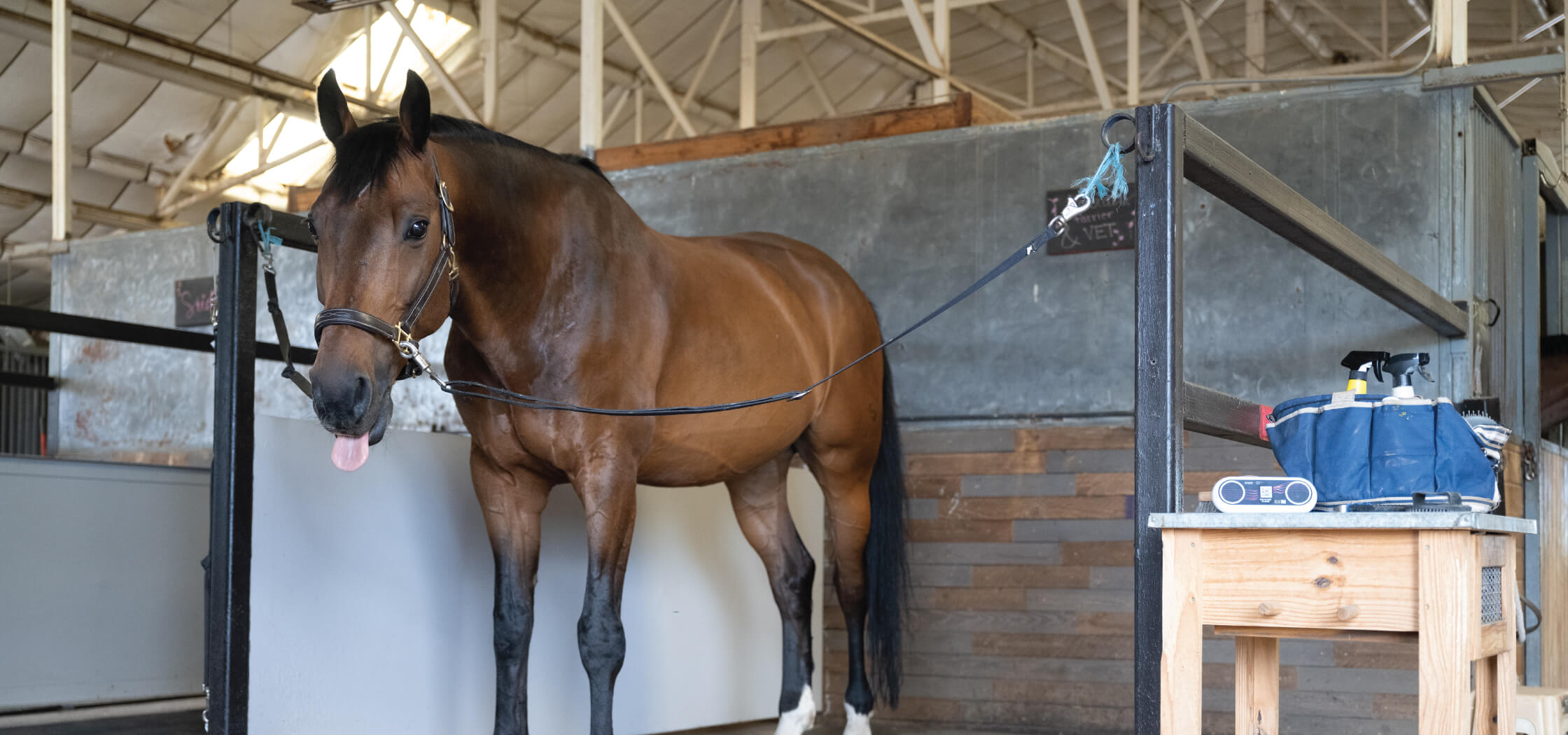 A brown horse standing in a stall listening to music on a speaker
