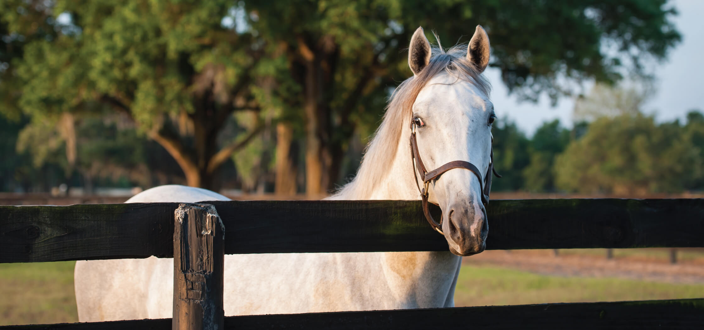 A horse with up to date vaccination, stands by a fence.