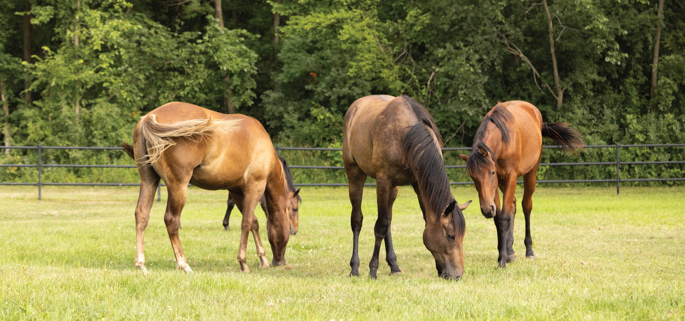 Horses grazing in a field after going through Deworming.