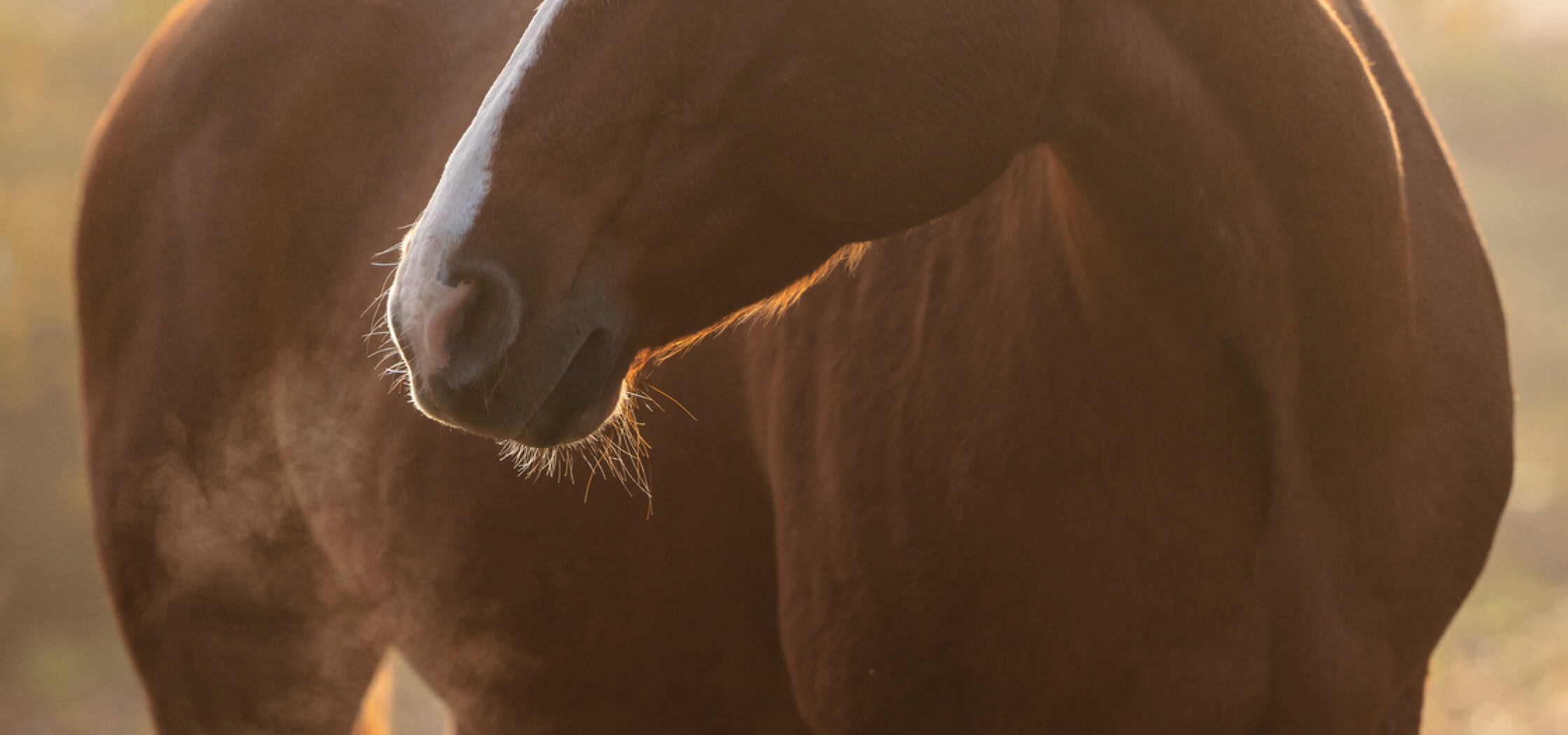 A close-up shot of a horse being monitored for respiratory disease. 