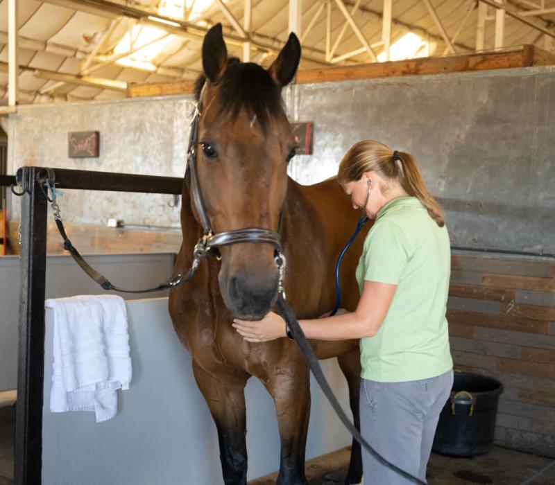 A vet in a green shirt petting the nose of a brown horse looking for the clinical signs of endocrine health