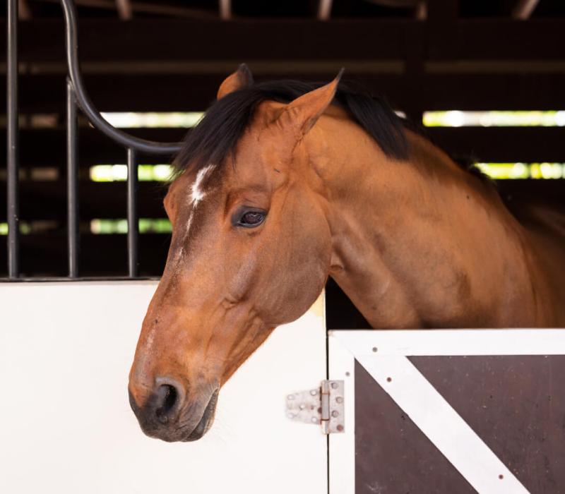 A close up of a horse sticking it's head out of it's stall