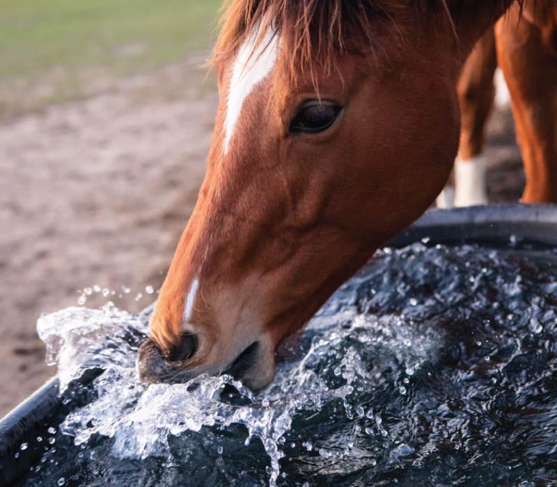A brown horse drinking water from a bucket