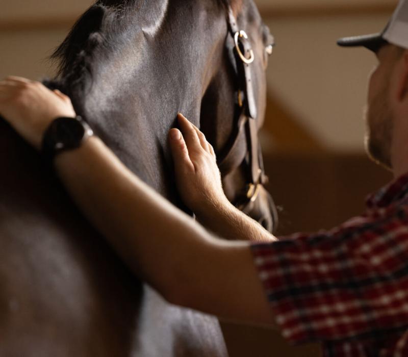 A close up of a man looking for clinical signs of joint health while petting the back of a dark brown horse