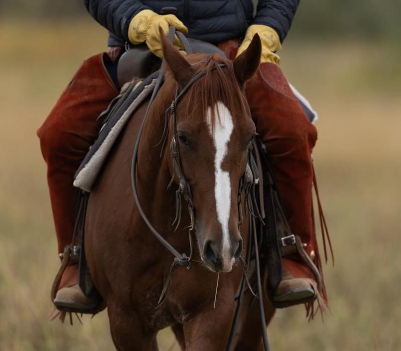 A close up of a horse with a rider in full great riding outside