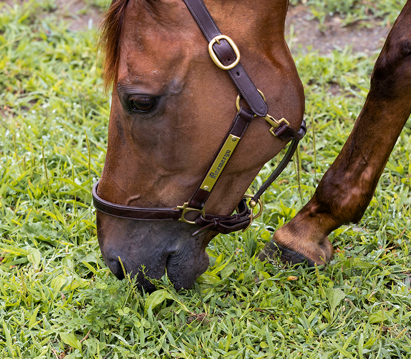 Close-up of a brown horse wearing a leather halter with a nameplate, grazing on green grass.