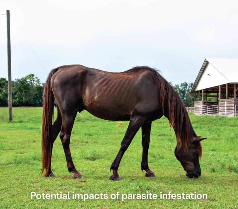 Thin, malnourished horse grazing in a pasture with a barn in the background, highlighting parasite infestation impacts.