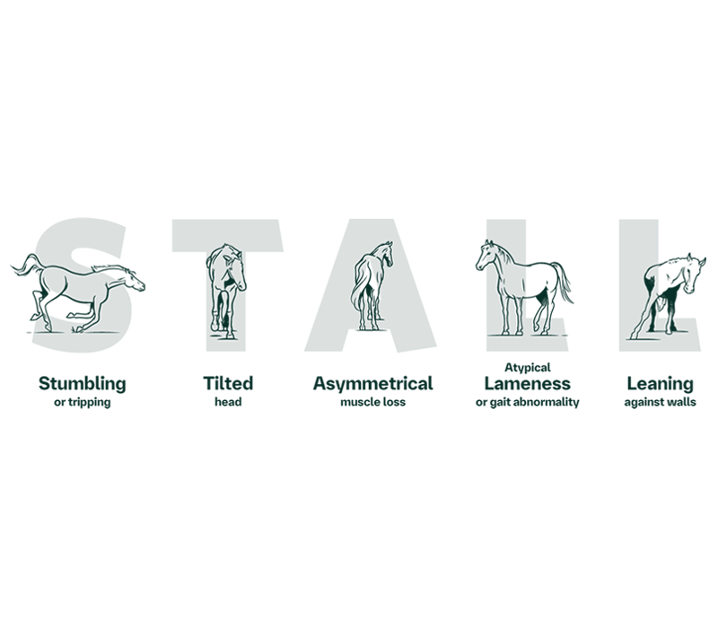 Equine EPM signs displaying in a drawing: Stumbling Assymetrical, Tilted, Lameness, Leaning
