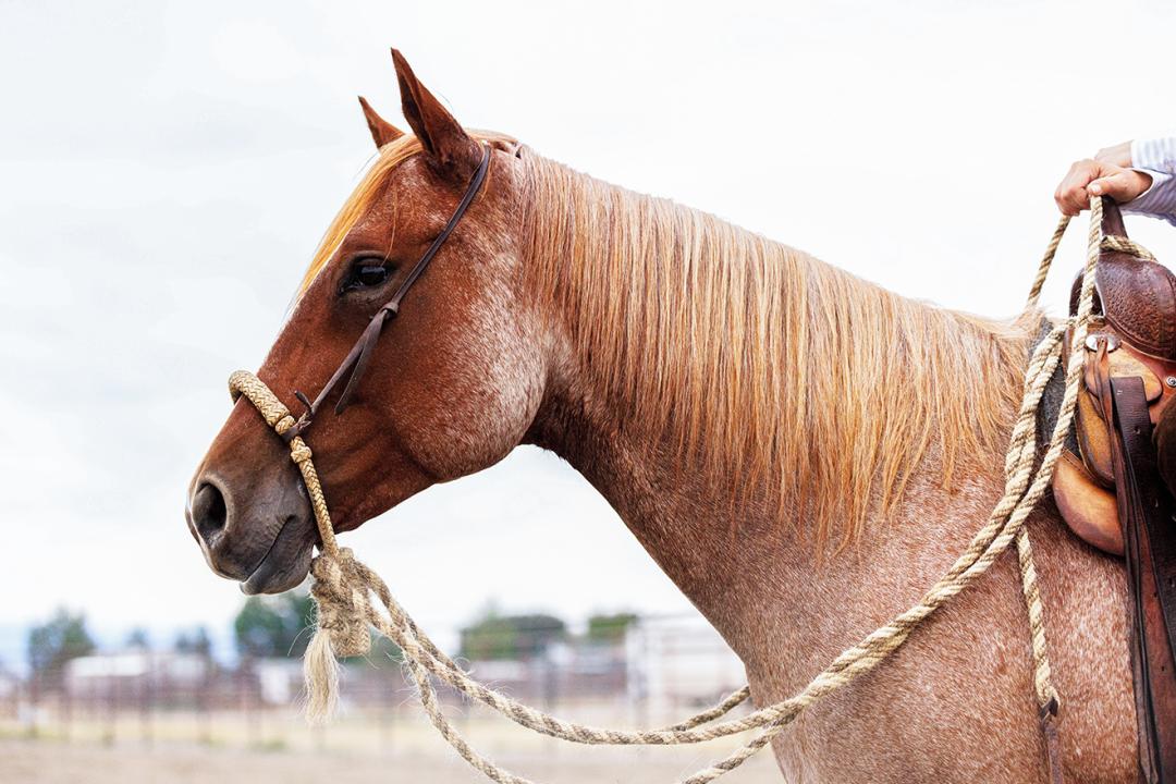 Chestnut horse with a braided halter and rope reins standing outdoors.