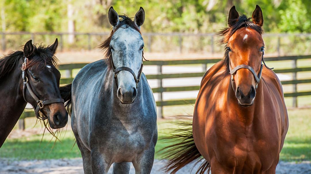 Three horses standing in a sunny paddock, one brown, one gray, and one dark brown.