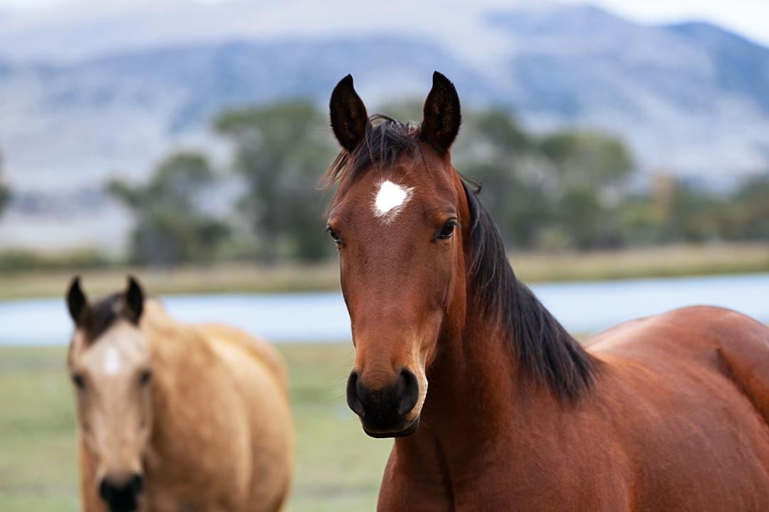 Brown horse with a white marking on its forehead, standing in a grassy field with another horse nearby.