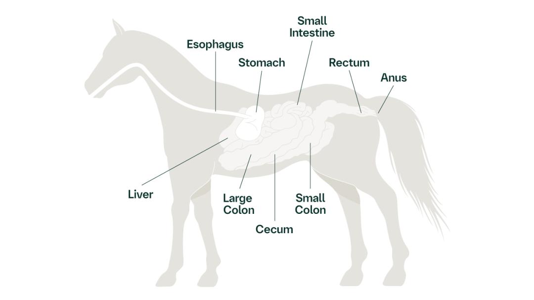 Diagram of equine digestive anatomy: esophagus, stomach, intestines, liver, colon, cecum, rectum, anus.