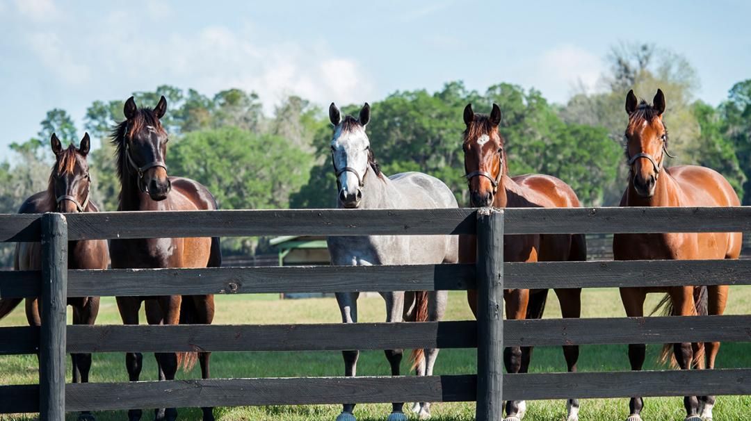 Five horses standing behind a black wooden fence in a grassy field on a sunny day.