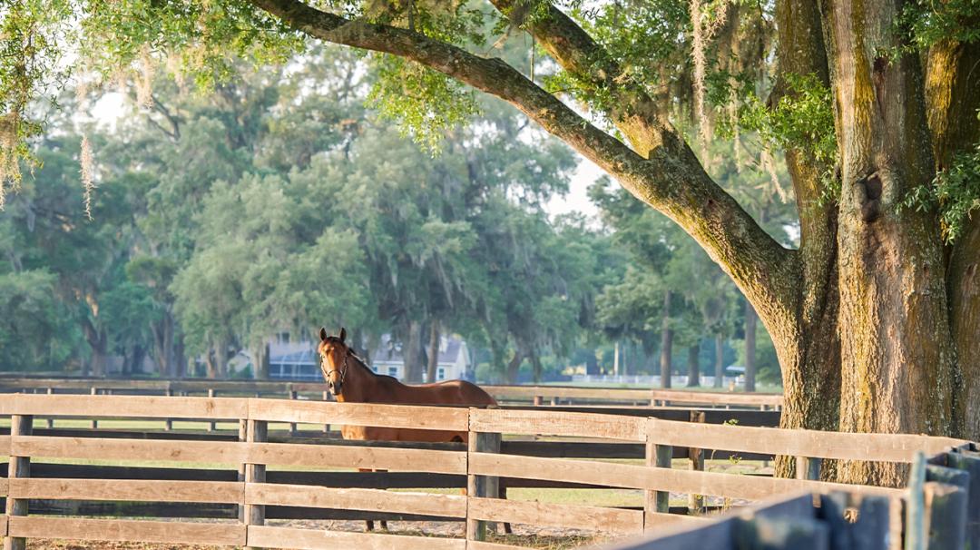 Bay horse standing in a fenced paddock under a large oak tree with lush greenery in the background.