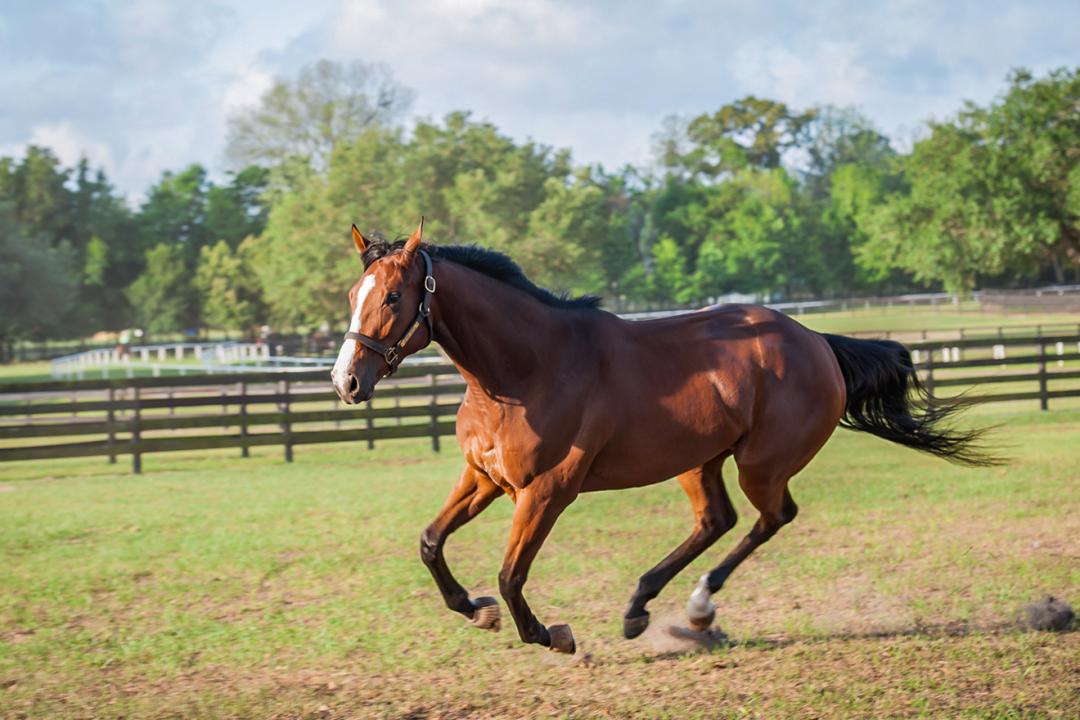 Bay horse with a white blaze galloping in a grassy paddock surrounded by wooden fences.