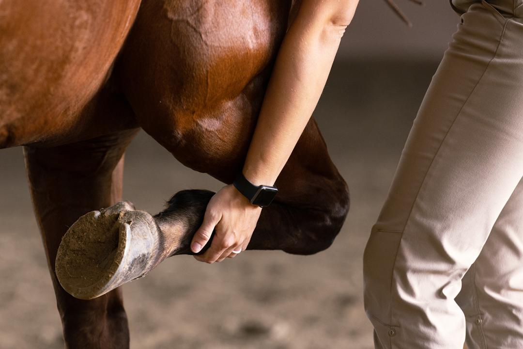 Person holding a horse's hoof for inspection in a stable setting for joint health exam.