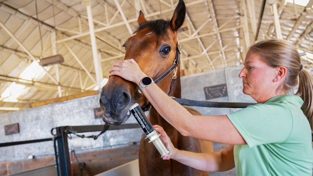 Woman administering oral medication to a bay horse in a stable setting.