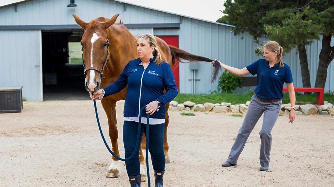 Two women doing a neurological exam for a chestnut horse near a barn, one holding the lead rope and the other lifting its tail.