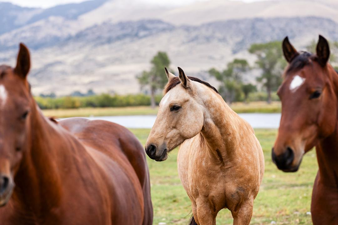 Three horses standing in a grassy field near a river, with mountains in the background.