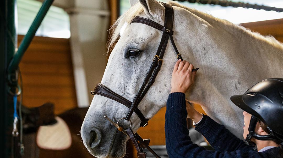 Person adjusting the bridle on a white horse in a stable setting, preparing for riding.