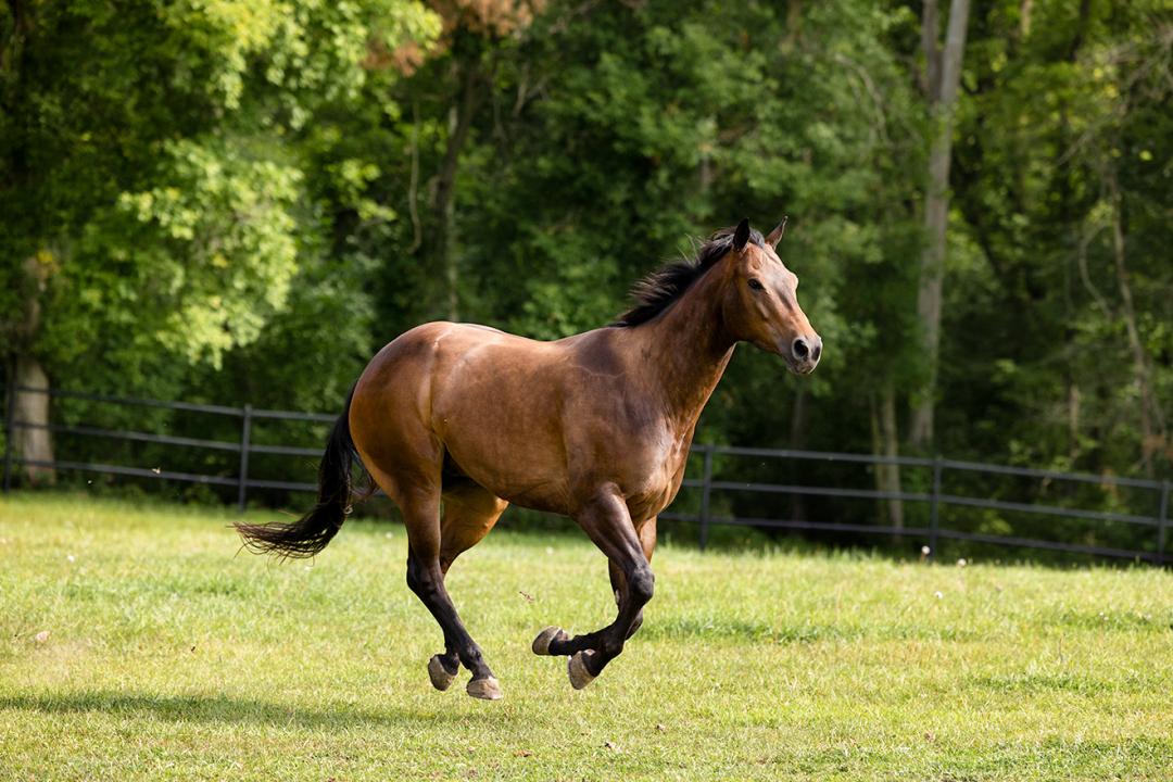 Bay horse running freely in a lush green paddock surrounded by trees.